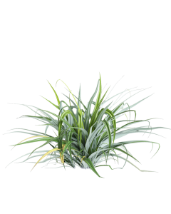 Astelia Chamathica